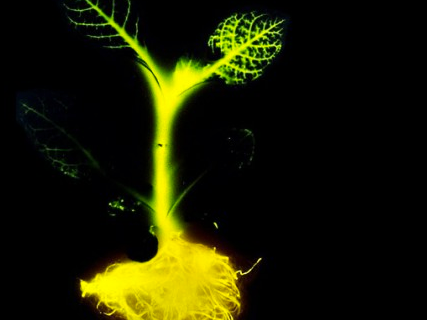 plante bioluminescente biotechnologies biotech DIY