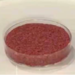 Viande artificielle dégustation premier steak haché crée en laboratoire "Frankenburger"