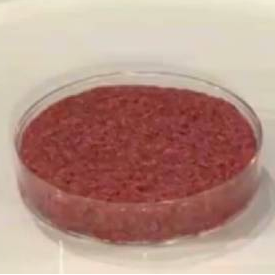 Viande artificielle dégustation premier steak haché crée en laboratoire "Frankenburger"