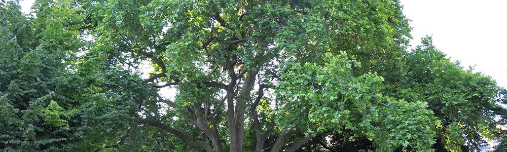 Les Arbres Qui Ne Vieillissent Pas La Mort De La Mort 88 - 