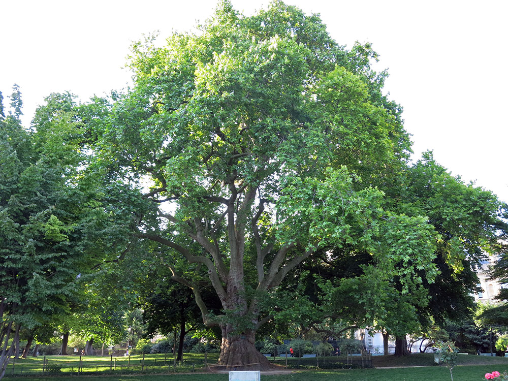 platane-monceau
