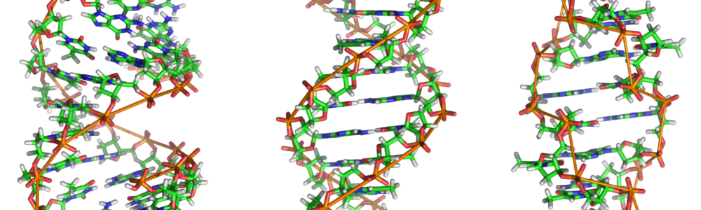 source https://en.wikipedia.org/wiki/DNA#/media/File:A-DNA,_B-DNA_and_Z-DNA.png