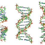 source https://en.wikipedia.org/wiki/DNA#/media/File:A-DNA,_B-DNA_and_Z-DNA.png
