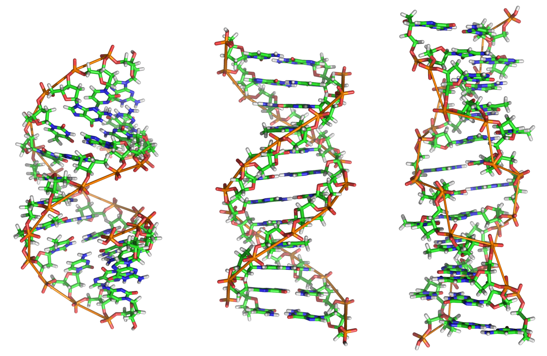 source https://en.wikipedia.org/wiki/DNA#/media/File:A-DNA,_B-DNA_and_Z-DNA.png