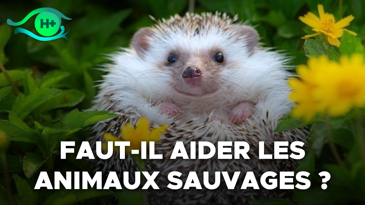 Sauvage Animal